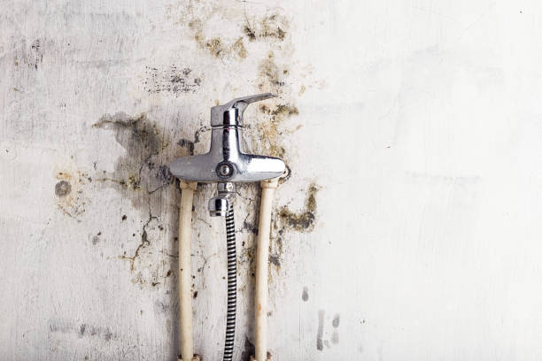 Best Residential Mold Remediation in Bealeton, VA
