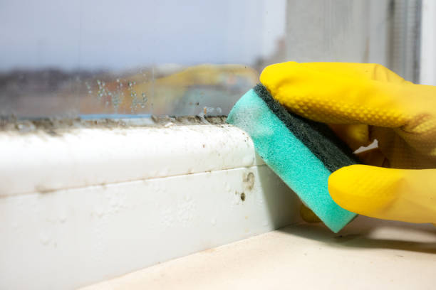 Best Attic Mold Remediation in Bealeton, VA